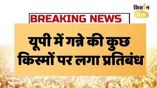 Breaking News: गन्ने में बढ़ रहा इस रोग का खतरा, खेती पर लगा प्रतिबंध, लिया गया बड़ा फैसला|Kisan Tak