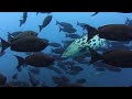 Mozambique / Tofo - Diving - 2018