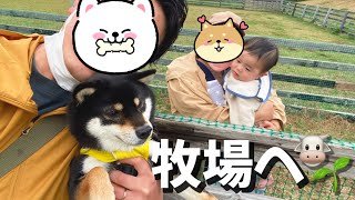 柴犬と弟くん赤ちゃんとマザー牧場に行ってきた！【豆柴】Shiba Inu dogs and baby