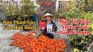 Cách Bón Phân Cho Cây Ăn Trái Vào Mùa Đông Giúp Cây Đậu Nhiều Trái Vào Năm Tới, Bội Thu Hồng Giòn