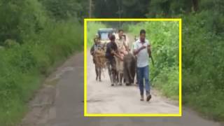 ಆಹಾರಕ್ಕಾಗಿ ನಾಡಿಗೆ ಬಂದ  ಮರಿಯಾನೆ..!