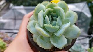 여름을 잘 견디는 다육 \u0026 유독 힘들어하는 다육 , 결국 무너진 블랙사바스 多肉植物 Korean succulents