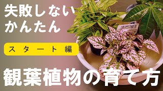 コバエ対策OK！観葉植物 土を使っちゃダメ！初心者向けミニ観葉植物の育て方｜ハイドロカルチャー｜水耕栽培