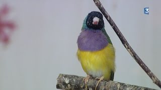 Un passionné de Saône-et-Loire champion du monde d'oiseaux d'élevage