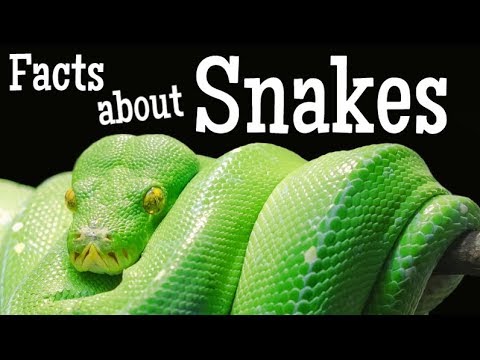 Facts About Snakes For Kids - YouTube