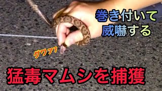 威嚇してくる凶暴マムシを捕獲