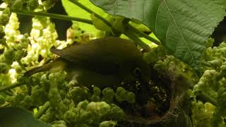 Japanischer Brillenvogel 綠繡眼 Japanese white-eye Zosterops japonicus Part 5 Hatchlings 小鳥 Nestlinge