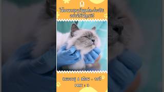 ให้อาหารแมวอายุ 6 เดือน - 10ปี(3) #cat #แมว #แมวน่ารัก #ทาสแมว #เลี้ยงแมว #meowbarn #เหมียวบาน