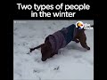 dogs have very different reactions to snow