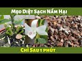 Revealing TIPS to kill orchid fungus in just 1 minute