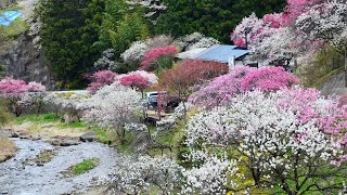 2023 駒ヶ根市中沢の花桃