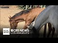 2 horses killed, man stung 250 times during bee attack in Jurupa Valley