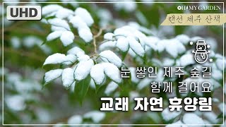 4K 눈쌓인 제주 곶자왈, 함께 걸어요 virtual walking tour around the snowy forest in Jeju