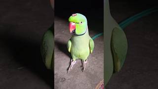 मम्मी एक गिलास पानी दे दो #parrot #funny #funnyanimal #funny #funnyparrot #funnyvideo #funnyshorts..