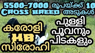 5500-7000 രൂപയ്ക്ക് 10 Cross breed അടുകൾ ഒരുമിച്ച്കരോളി - HB - സിരോഹിപുള്ളി പൂവനും പിടകളും