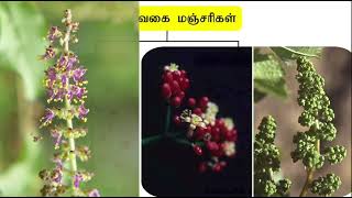 Cymose, Mixed, special types of Infloresence | சைமோஸ் கலப்பு சிறப்பு வகை மஞ்சரி