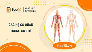 Các hệ cơ quan trong cơ thể - Khoa học tự nhiên 8 | Hoc10