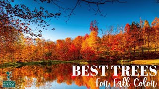 The BEST Trees to add Fall Color in your Yard!