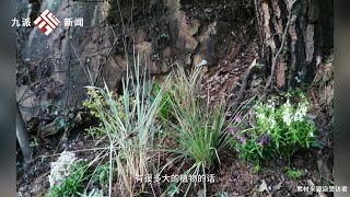 湖北武漢。小伙兒每天6點下班后去山上種花：背著十來斤的工具上下山兩個來回，天花費一個小時到一個半小時左右去維護和培育植物