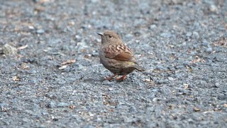 日向林道のカヤクグリ　その２２（4K60P動画）