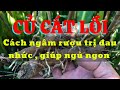 Củ cát lồi, cây mía dò ngâm rượu trị đau nhức xương khớp, dễ ngủ giúp lưu thông máu huyết