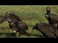 Programa para la protección de aves rapaces amenazadas | ACCIONA