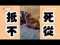 跟狗狗「在家玩飛盤」惹火媽！爸道歉完又再次丟到門😂｜黃金獵犬｜白目｜搞笑