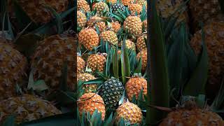 The Sweetest Pineapple Journey: From Farm To Market | 4k