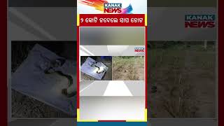 Abduction In Ganjam: Snake Used To Intimidate And Demand ₹2 Cr Ransom | Kanak News Shorts