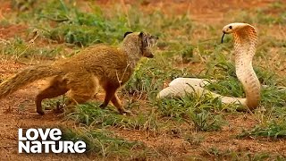 Cobra VS Mongoose | Love Nature