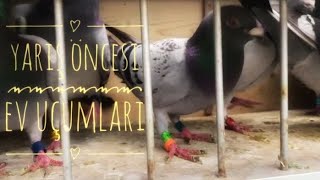 posta güvercinlerimizin yagmurdan sonra yarış öncesi provası #pigeon #postagüvercini #racingpigeons