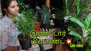 புதிய வகை 🥳இண்டோர் செடிகள் மிக குறைந்த விலையில்🪴🌿💥|@plant pocket