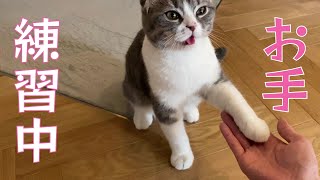 ごはんコールを聞き分け、お手を練習中な猫（Cats understand the call to eat and then practice Paw）