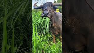 Why Do Buffaloes Suddenly Stop EatingGrass? #unknownfact5 #shorts #viral#trending