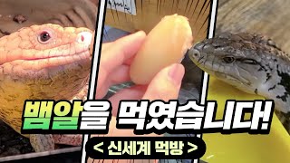 비단뱀 알을 먹였을때 동물들의 반응은?? 간신히 구해온 비단뱀알 먹방  Special Meal To My Pet (Snake Egg)