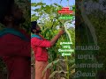 சிவப்பு மக்காச்சோளம் red corn nammalwar organic food traditional thaayagam nature tranding