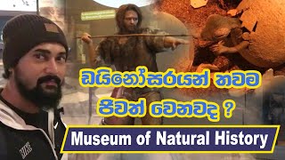 ඩයිනෝසරයන් තවම ජීවත් වෙනවද?   |  Swedish Museum of Natural History