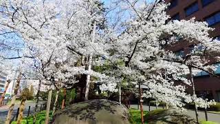 石割桜（国の天然記念物）