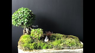 Moss Bonsai Spring Pruning 青苔盆春季修剪 Moss Garden by Cherie Chi 2024年3月17日