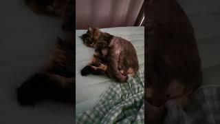 잠깐 비우면 어디선가 나타나는 냥이씨. (A cat that appears somewhere if you leave it for a while.) #shorts #잘자라