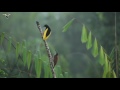 Twelve-wired Bird-of-Paradise Performs Courtship Display