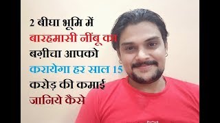 2 बीघा भूमि में बारहमासी नींबू का बग़ीचा आपको करायेगा हर साल 15 करोड़ की कमाई जानिये कैसे