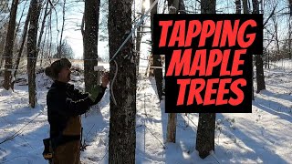 Tapping maple trees for maple syrup