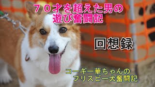 コーギー犬華ちゃんフリスビードッグに挑戦