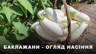 Баклажани: огляд насіння стійких до хвороб баклажанів для відмінного врожаю. Сорти чи гібриди?