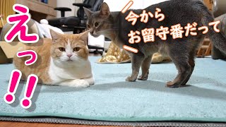 猫のお留守番を撮影したら姉御肌を発揮していた猫がいた【スコティッシュフォールド】【アビシニアン】