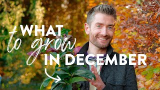 What to Plant in December for a Thriving Winter Garden