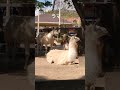 20240504 王子動物園 ラマ2