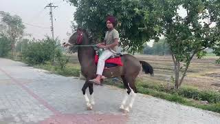 Noori🐎 bohat jidi ho gai||ਨੂਰੀ ਬਹੁਤ ਜਿੱਦੀ ਹੋ ਗਈ||.               #viral#trending#horse#2023#vlog