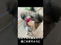 【保護犬】愛護センターからのミルクボランティア　おはぎ君のその後…